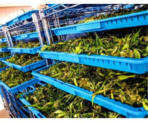 Cannabis Processing Equipment